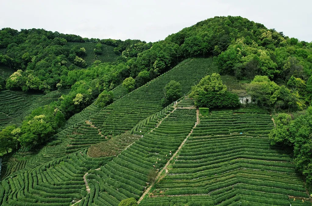 Longjing Tea Garden