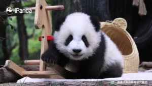 A panda cub clings to a tree