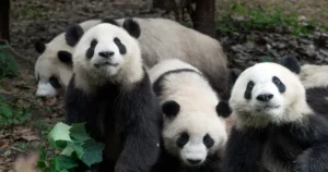 Comparison collage of zoo pandas vs. Chengdu pandas in natural habitat