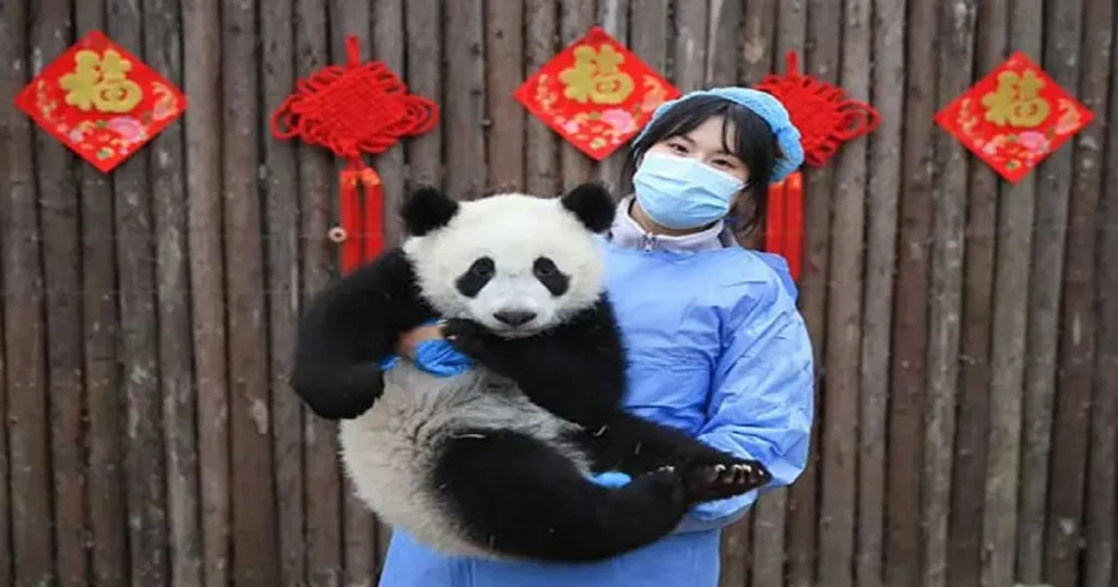 Foreign tourists smile and hold panda cubs