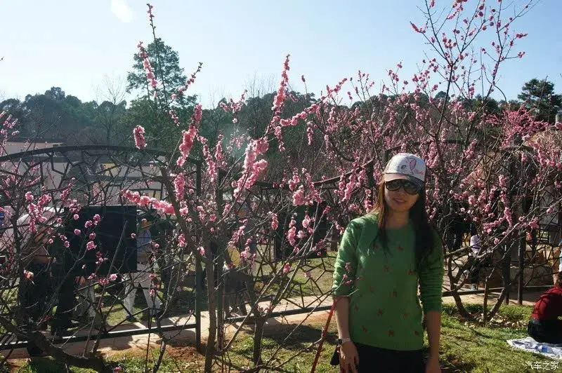 Heilongtan Ancient Plum