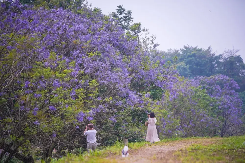 Jiaochang Road Jacaranda Tunnel