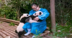 Volunteers wearing blue aprons feed pandas with tongs